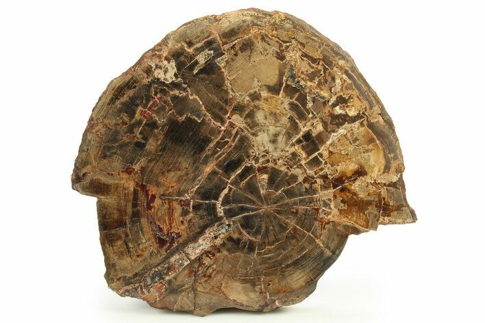 Polished Petrified Wood Round - Oregon #289046